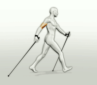 Nordic Walking technique - over 90% of muscles being used
